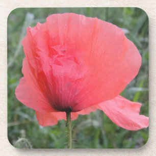 Zarte rote Mohnblume Drankjes Onderzetter