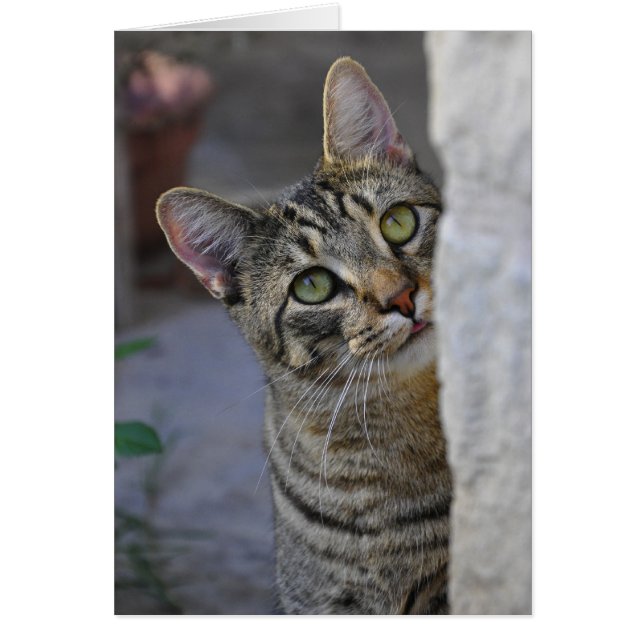 Zat Kat (bengaals kat) (Voorkant)