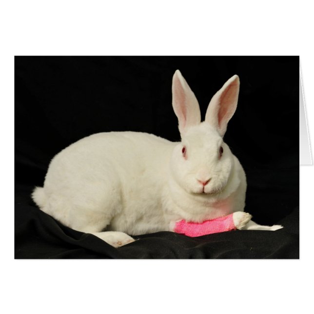 Zazzle (Devant horizontal)