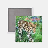 zBW007 OKAVANGO Delta, Ghepard BOTSWANA, Koelkast Magneet (Voorkant / Achterkant)