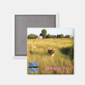 zBW008 OKAVANGO Delta, Lion, Afrika, Fridge Magneet (Voorkant / Achterkant)