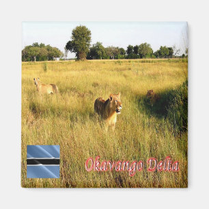 zBW008 OKAVANGO Delta, Lion, Afrika, Fridge Magneet