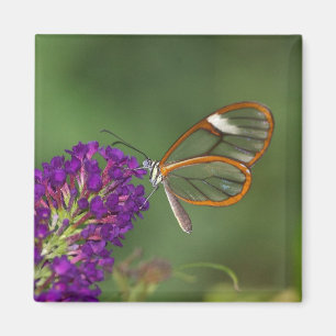 Ze noemen me Clear-wing Magneet