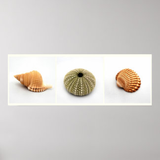 Ze verkoopt Poster van Seashells