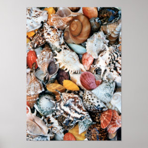 Ze verkoopt zeeschelpen poster