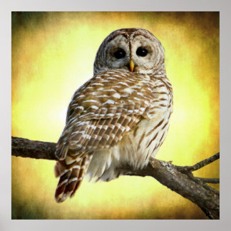 Ze ziet in het hart van mij poster