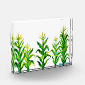 Zea mays fotoblokken (Links)
