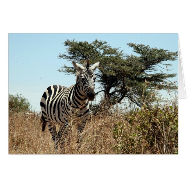 zebra (Voorkant Horizontaal)