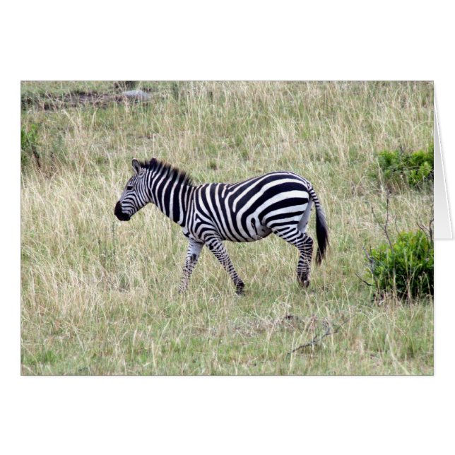 zebra (Voorkant Horizontaal)