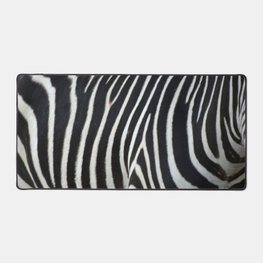 Zebra (Recto)