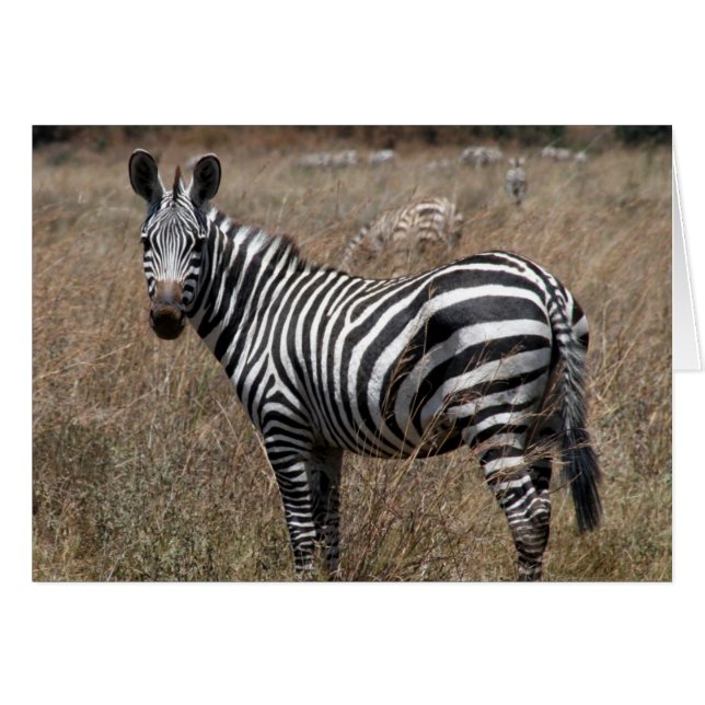 zebra (Voorkant Horizontaal)