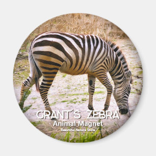 Zebra グ ネ ッ ト magneet