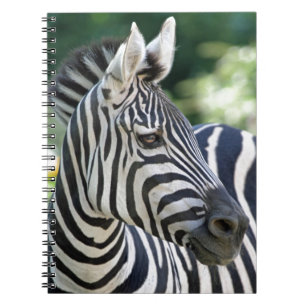 Zebra 001 notitieboek