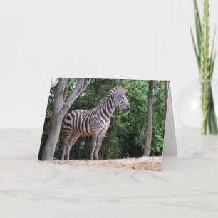 Zebra (1337) - Carte de voeux