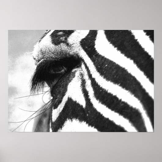 ZEBRA 1 POSTER (Voorkant)