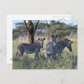 ZEBRA 2 BRIEFKAART (Voorkant / Achterkant)