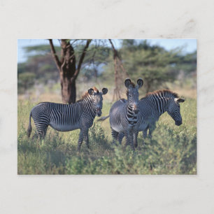 ZEBRA 2 BRIEFKAART