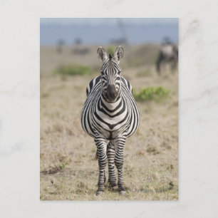 Zebra 2 briefkaart