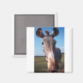 ZEBRA 2 MAGNEET (Voorkant / Achterkant)