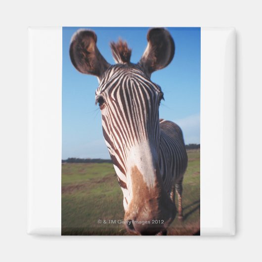 ZEBRA 2 MAGNEET (Voorkant)