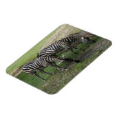 Zebra #2 Magnet Magneet (Linkerzijde)