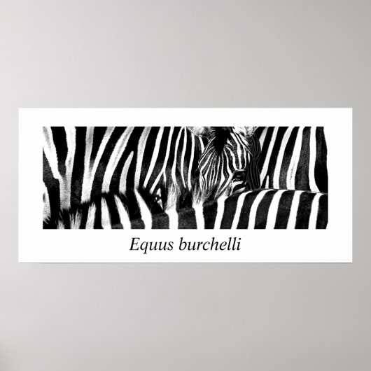 Zebra #2 Poster (Devant)