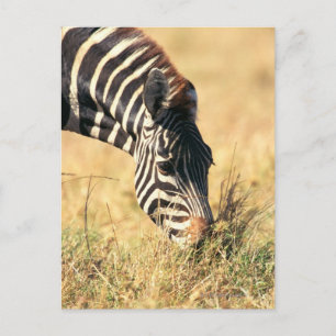 Zebra 2 van Burchell Briefkaart