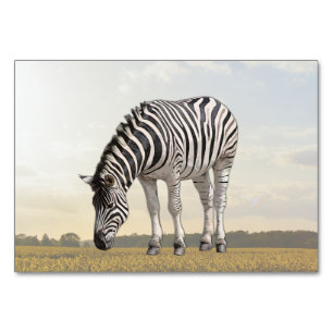 Zebra ABA Tact Labellisation Flashcard Carte pho