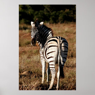 Zebra achter het schilderen poster