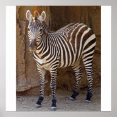 Zebra Afbeelding Poster (Voorkant)