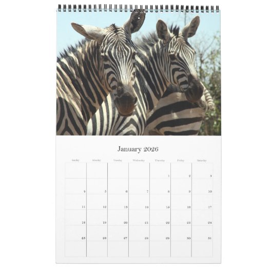 zebra afrika kalender (Jan 2026)