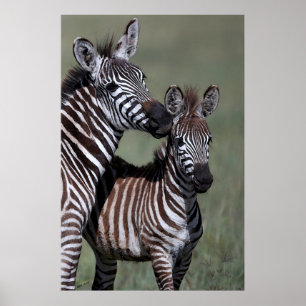 Zebra Afrikaanse Poster in wilde natuur