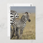 Zebra Baby Briefkaart (Voorkant / Achterkant)