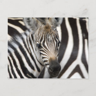 Zebra Baby Briefkaart