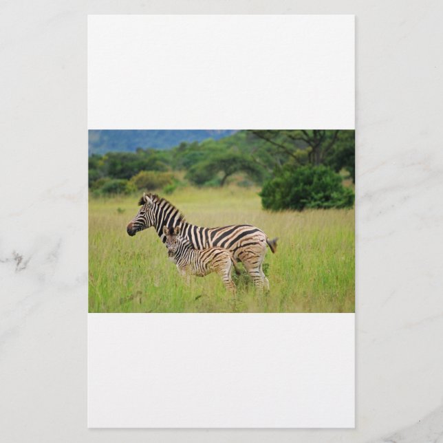 Zebra baby en moeder (Voorkant)