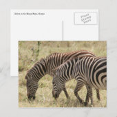 zebra-begrazing briefkaart (Voorkant / Achterkant)