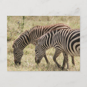 zebra-begrazing briefkaart