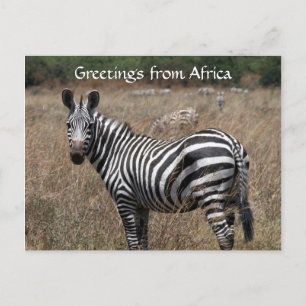 zebra begroeten briefkaart