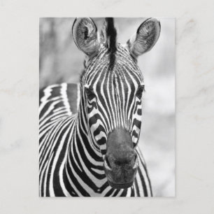 Zebra Birthday Briefkaart