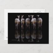 Zebra Black White Stripes Reflecties Briefkaart (Voorkant / Achterkant)