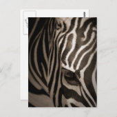 Zebra Briefkaart (Voorkant / Achterkant)