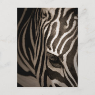 Zebra Briefkaart