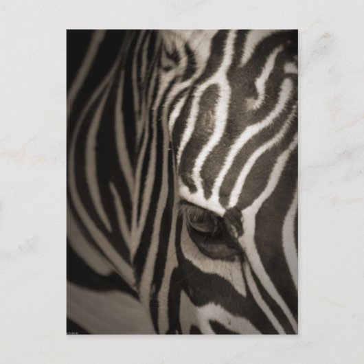 Zebra Briefkaart (Voorkant)