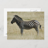 Zebra Briefkaart (Voorkant / Achterkant)