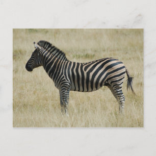 Zebra Briefkaart