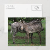 Zebra Briefkaart (Voorkant / Achterkant)