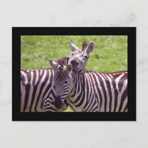 Zebra briefkaart