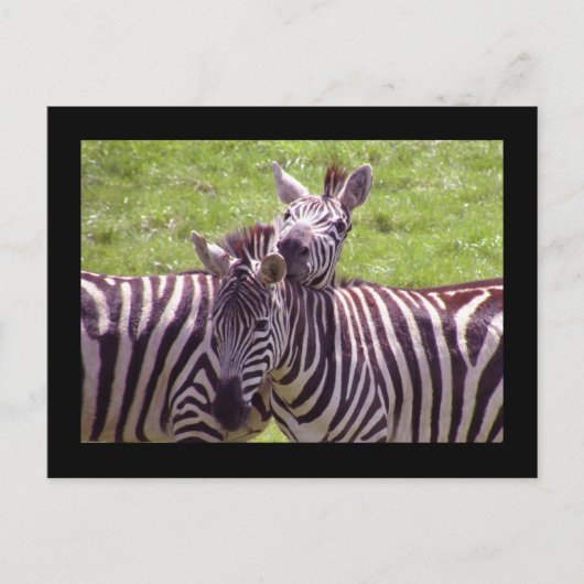 Zebra briefkaart (Voorkant)