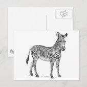 Zebra Briefkaart (Voorkant / Achterkant)
