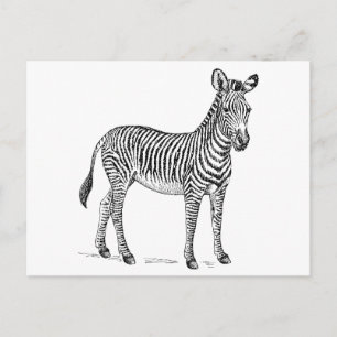 Zebra Briefkaart